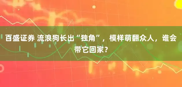 百盛证券 流浪狗长出“独角”，模样萌翻众人，谁会带它回家？